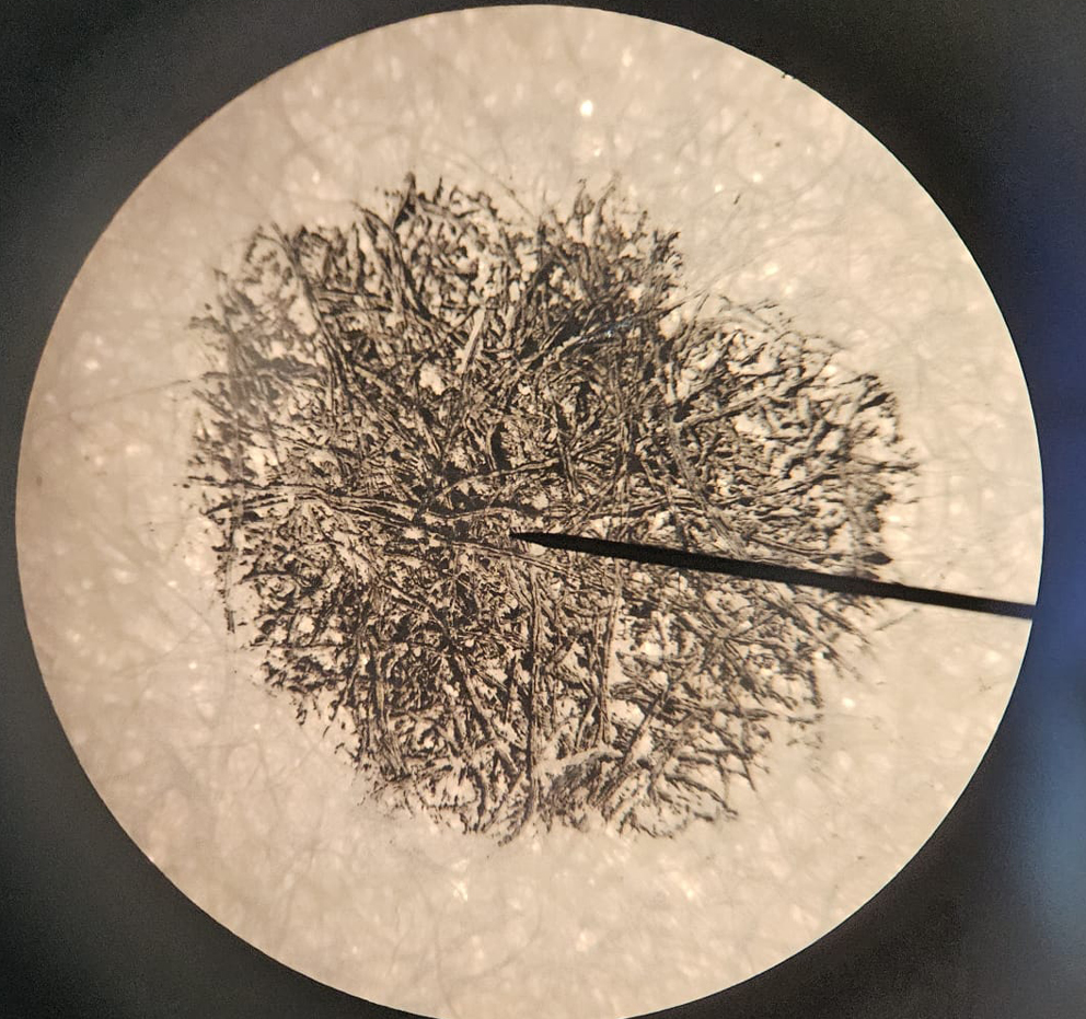 20251108_WOLZ_Mikroskopieren2hp